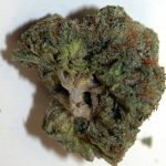 $100 OG – Hybrid