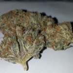 Afghan Kush – Indica