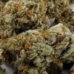 Amnesia Haze – Sativa