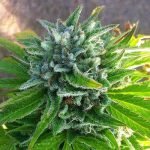 BC Mango Seeds – Feminized