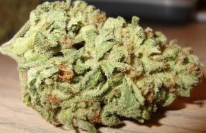 Buy Blue Cheese Marijuana Strain Online, Blue Cheese is good for treating anxiety, depression, or pain, migraines, PTSD, ADHD, and bipolar disorder