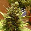 Blueberry Seeds - Feminized | Marijuana seeds for sale