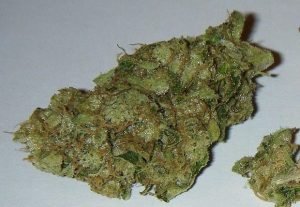 Chemdawg – Hybrid | Buy Marijuana Online | Buy Weed