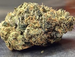 Headband – Hybrid | Buy Marijuana online | Buy weed