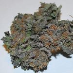 Death Star – Indica