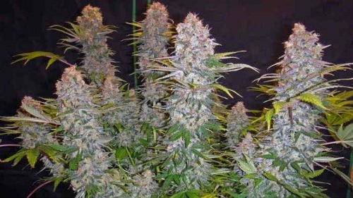 Best Weed Strains Available Right Now | Entirecannabis.cc