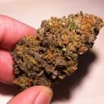 Buy Mango Kush Weed Strain Online