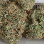 Jean Guy Marijuana Strain