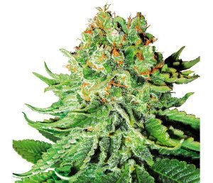 Monarch Seeds - Feminized | Marijuana seeds for sale