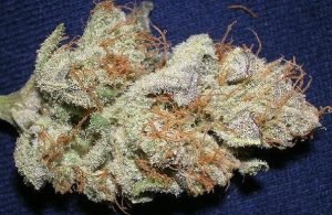 Buy Northern Lights #5 Cannabis strain Online, For Medical marijuana patients Northern Lights helps relieve depression, stress, pain, insomnia.