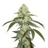 O.G Kush Seeds - Autoflowering | Marijuana seeds for sale