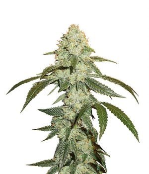 O.G Kush Seeds - Autoflowering | Marijuana seeds for sale