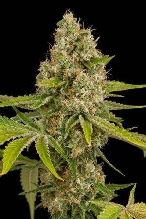 O.G Kush Seeds – Feminized | Buy Marijuana seed online