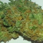 Pineapple Express Cannabis Strain