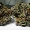 Buy Purple Haze Marijuana Strain Online, Best Sativa Strain for treating patients with fatigue, mild to moderate cases of depression, chronic stress or anxiety