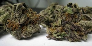 Buy Purple Haze Marijuana Strain Online, Best Sativa Strain for treating patients with fatigue, mild to moderate cases of depression, chronic stress or anxiety