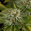 Strawberry Cough Seeds - FEMINIZED