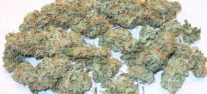 Super Lemon Haze – Sativa | Buy Marijuana Online | Buy Weed