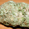 White Rhino – Indica | Marijuana Strains for sale