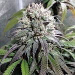 ZOMBIE KUSH (RIPPER SEEDS) – FEMINIZED