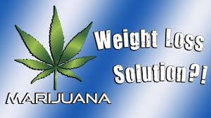 Read more about the article Why Marijuana Smokers Are Less Obese or Slim (Cannabis Research)